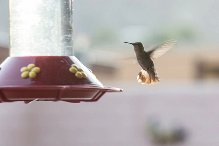 A hummingbird flying near a feeder with food.