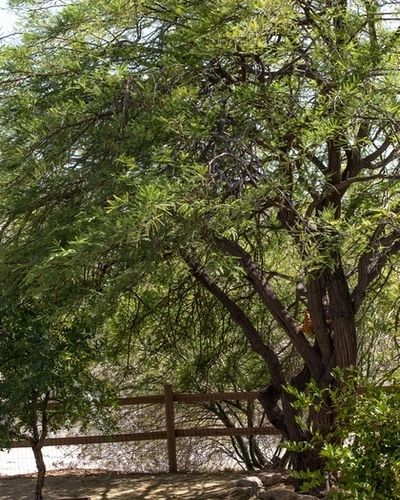 A tree with green leaves and a fence in the background.